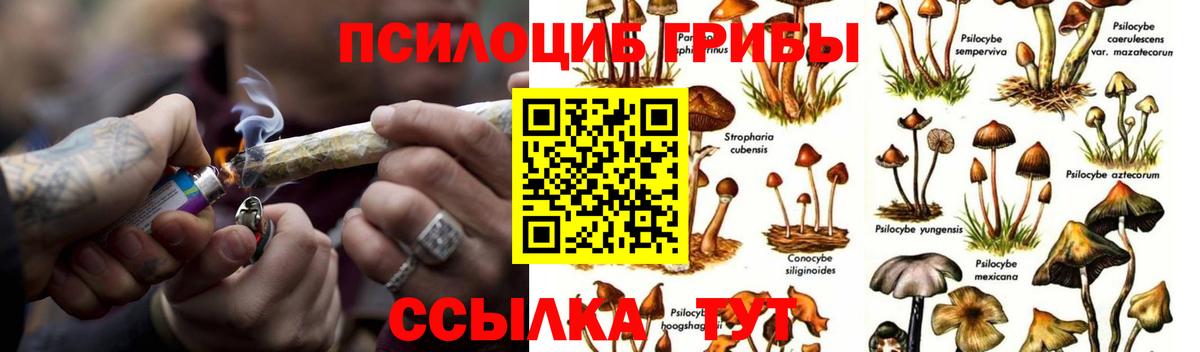Галлюциногенные грибы MAGIC MUSHROOMS  Вход с VPN  Камень-на-Оби 